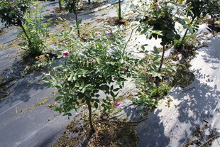 月季花