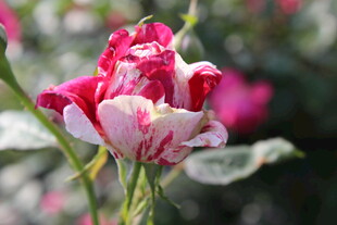 月季花