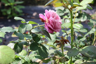 月季花