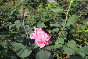月季花