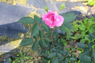 月季花