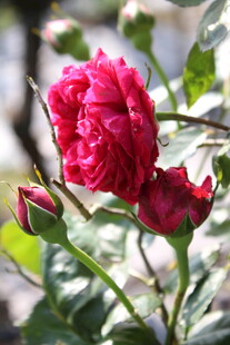 月季花