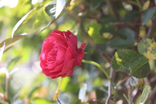 蔷薇花