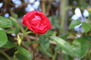 蔷薇花
