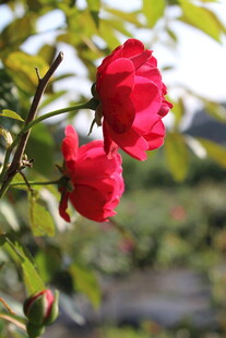 蔷薇花
