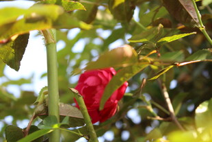 蔷薇花
