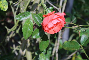 蔷薇花
