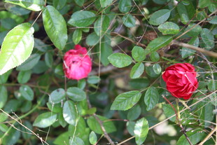 蔷薇花