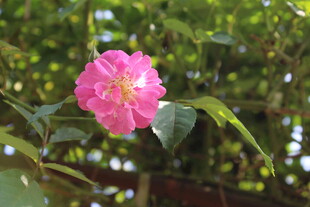 蔷薇花