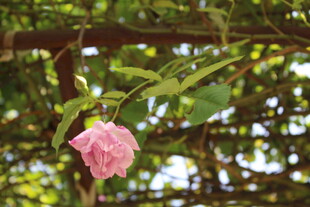 蔷薇花