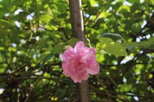 蔷薇花