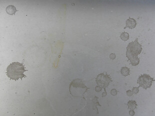 显微镜下的微生物形态