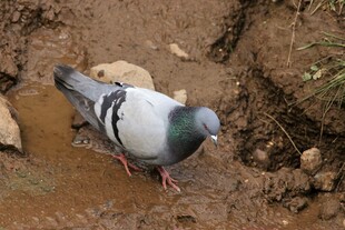 泥地上的灰羽鸽子