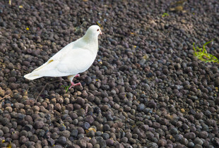地面上的一只白鸽