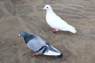 两只鸽子于地面休憩