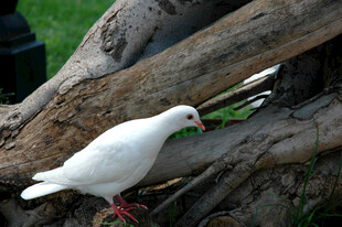 白鸽立于树根处