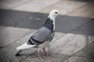 广场上的一只灰白鸽子