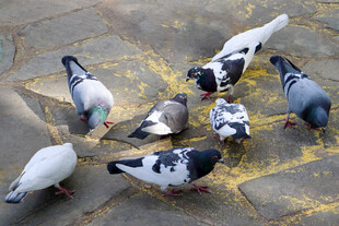 地面觅食的一群鸽子