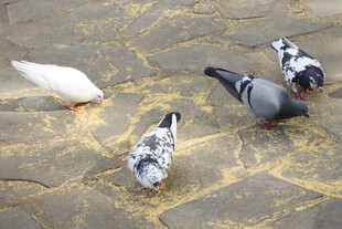 地面上觅食的几只鸽子