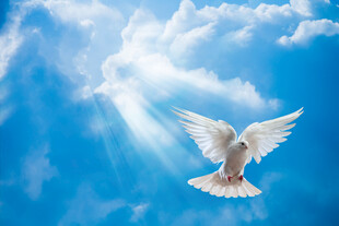 蓝天白鸽自由的美好图景