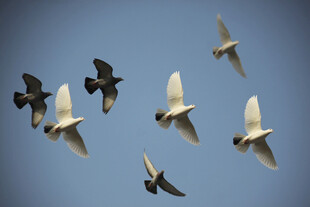 天空中飞翔的多彩鸽子