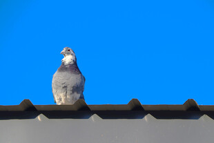 屋顶上的鸽子