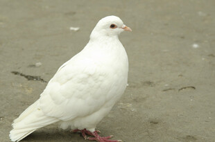 沙滩上的白色鸽子