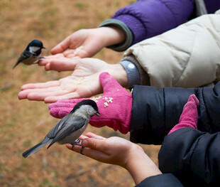 人们掌心喂鸟的温馨一刻