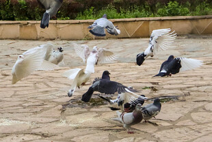 广场上群鸽飞舞觅食