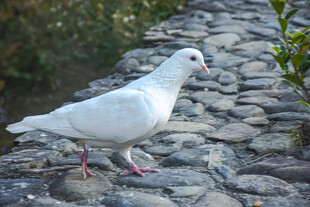石板路上的白鸽