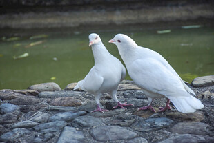 石上双白鸽