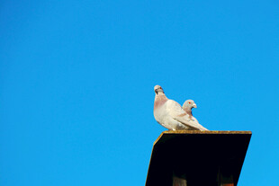 蓝天白鸽立于屋顶