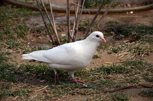 草地上的白色鸽子
