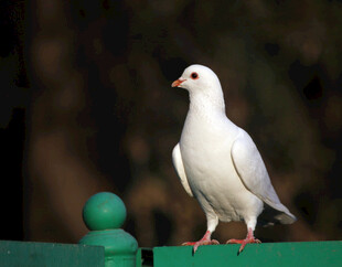 白鸽立于绿栏杆上
