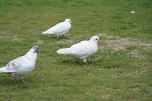 草地上的三只白鸽
