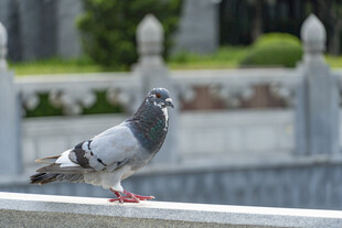 栏杆上的灰鸽