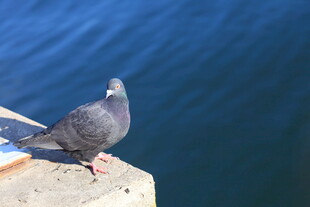 岸边的灰鸽