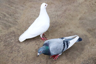 两只鸽子于地面休憩
