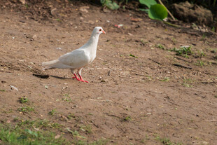白鸽子在泥土地上行走