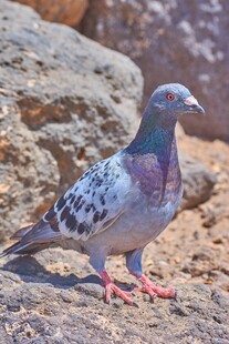 岩石上的斑点鸽子