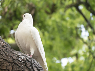 枝头白鸽