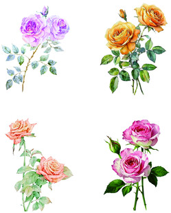 月季花