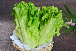 生菜摄影图片