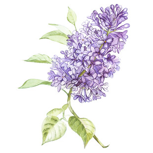 薰衣草