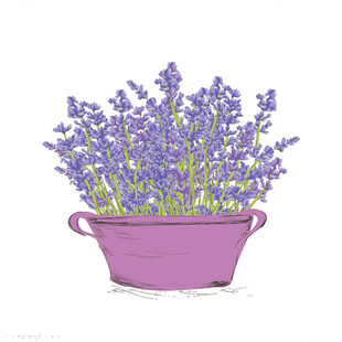 薰衣草