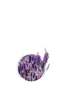 薰衣草