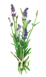 薰衣草