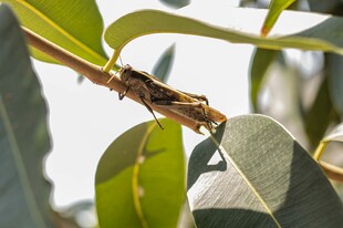 树枝上停歇的昆虫