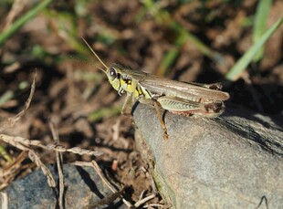 岩石上的绿色蚂蚱