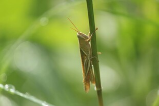 草茎上的棕色蚂蚱